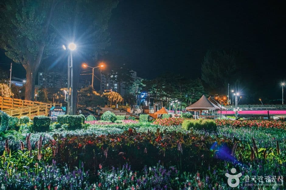 보강천미루나무숲 사진 5