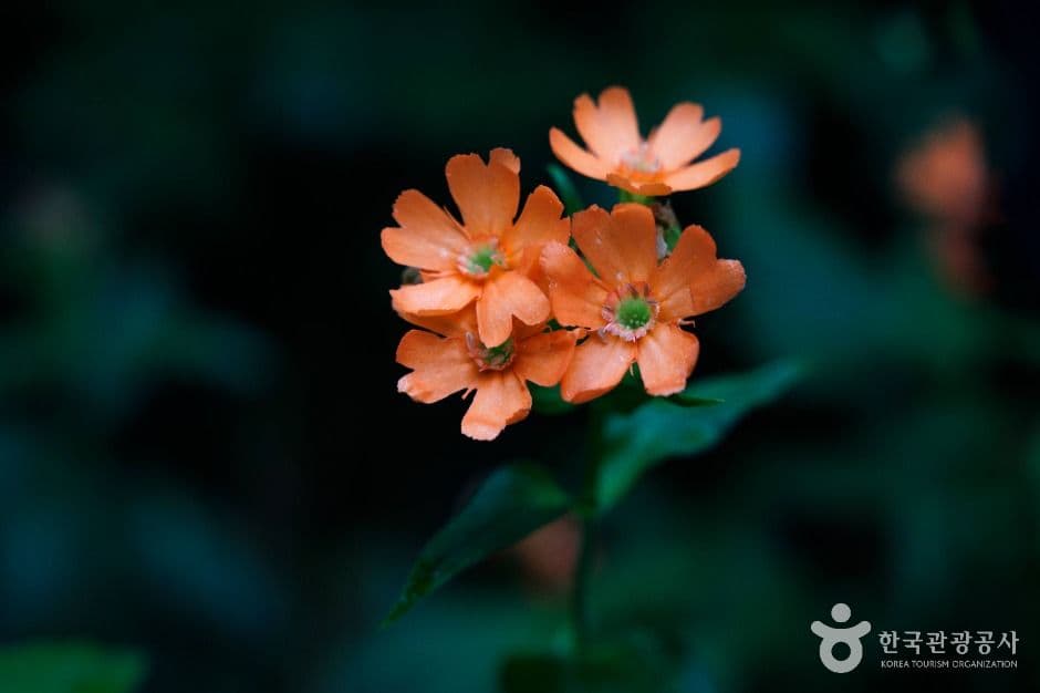 함백산 사진 4