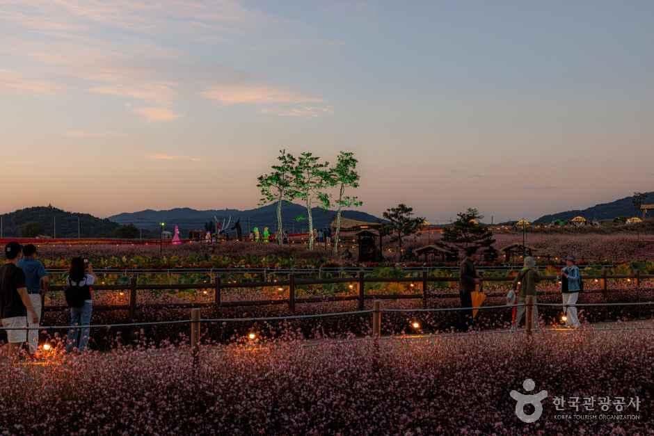 고석정 꽃밭 사진 2