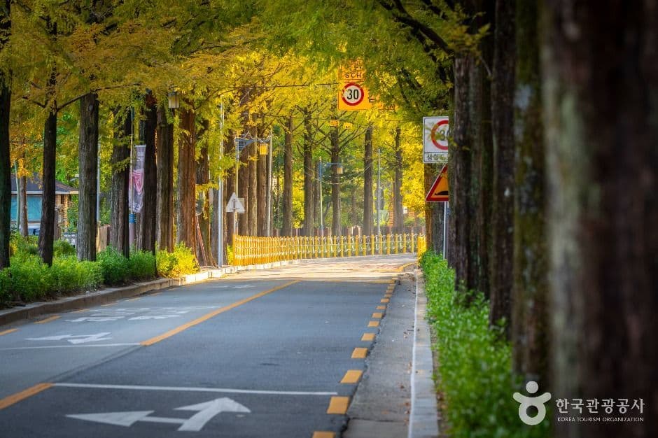 창원 가로수길 사진 2