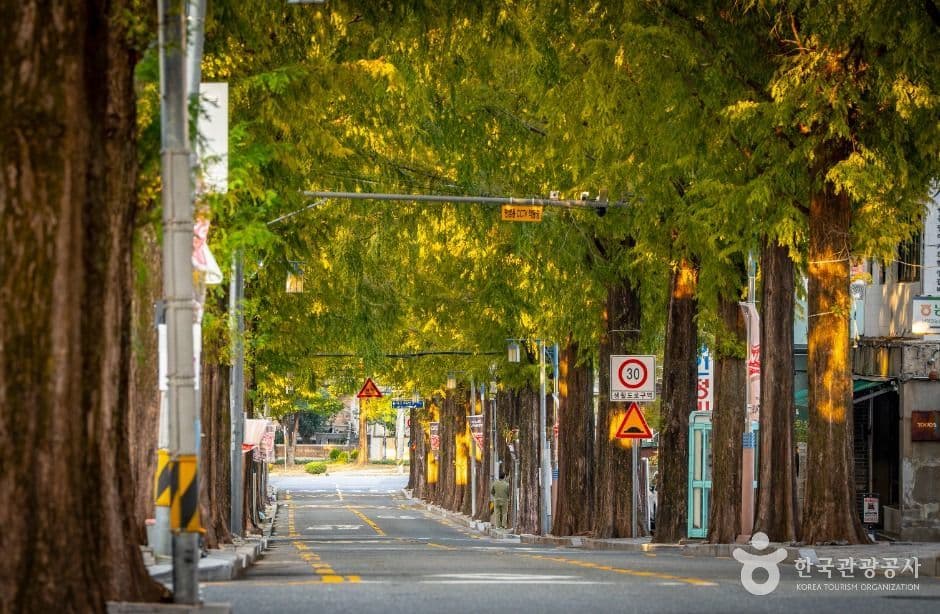 창원 가로수길 사진 1