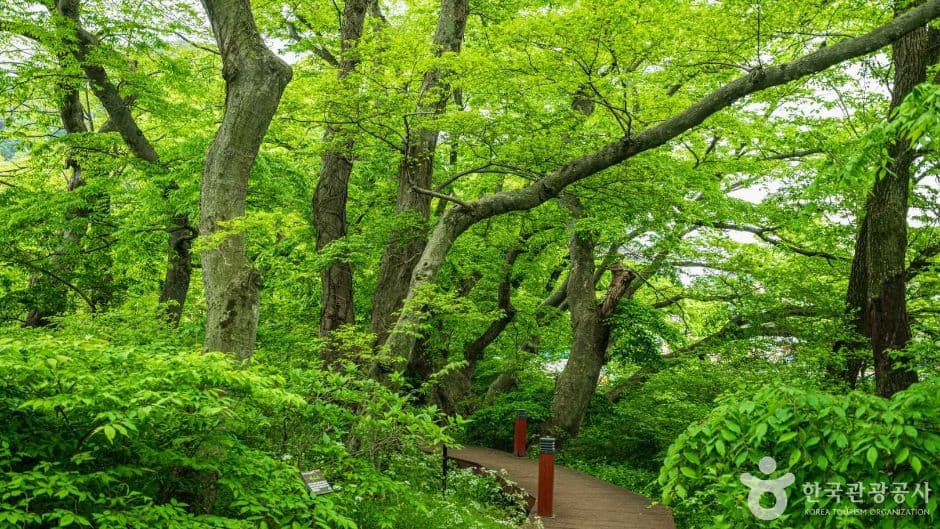 남해 물건리 방조어부림 사진 5