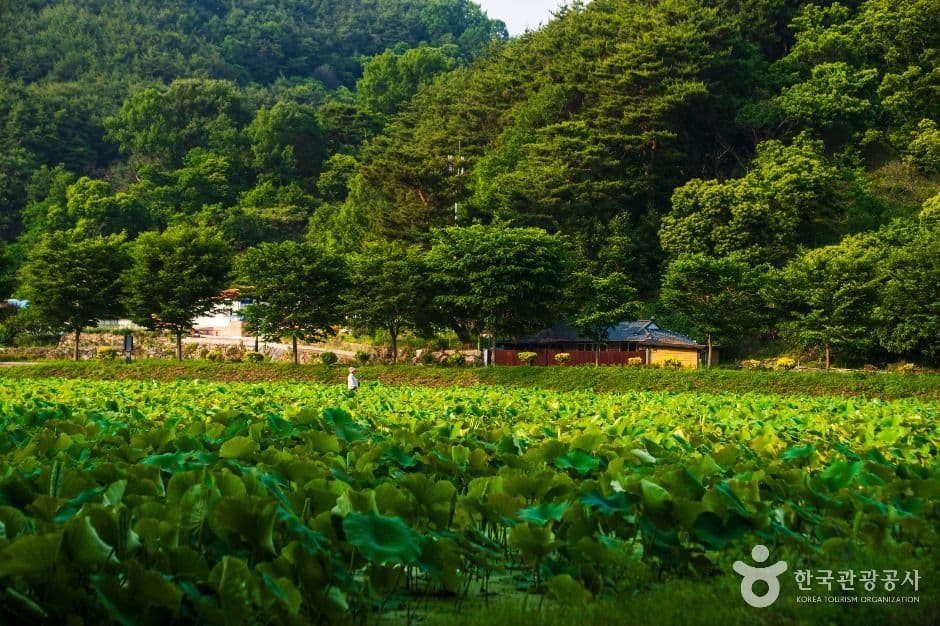 상림공원 사진 6