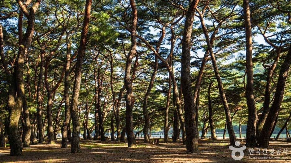 하동송림공원 사진 2