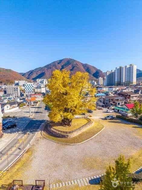 영월 하송리 은행나무 사진 1
