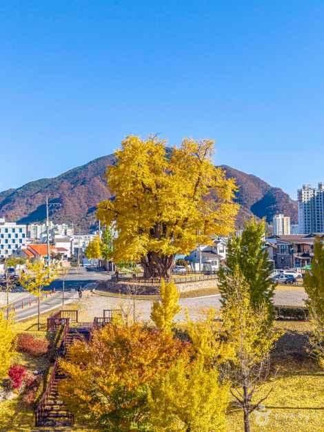 영월 하송리 은행나무 사진 5