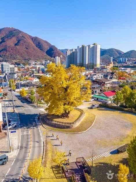 영월 하송리 은행나무 사진 2