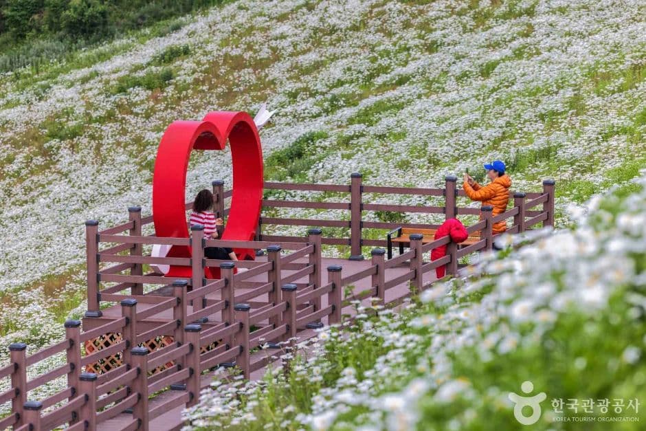 평창 육백마지기 사진 7