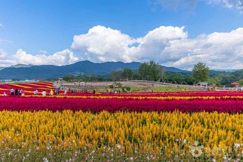 고석정 꽃밭 사진 1