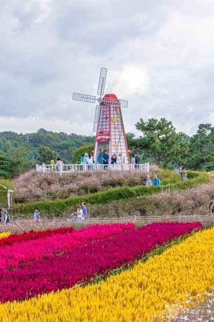 고석정 꽃밭 사진 5