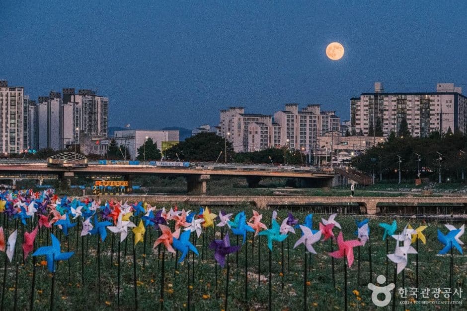 보강천미루나무숲 사진 4