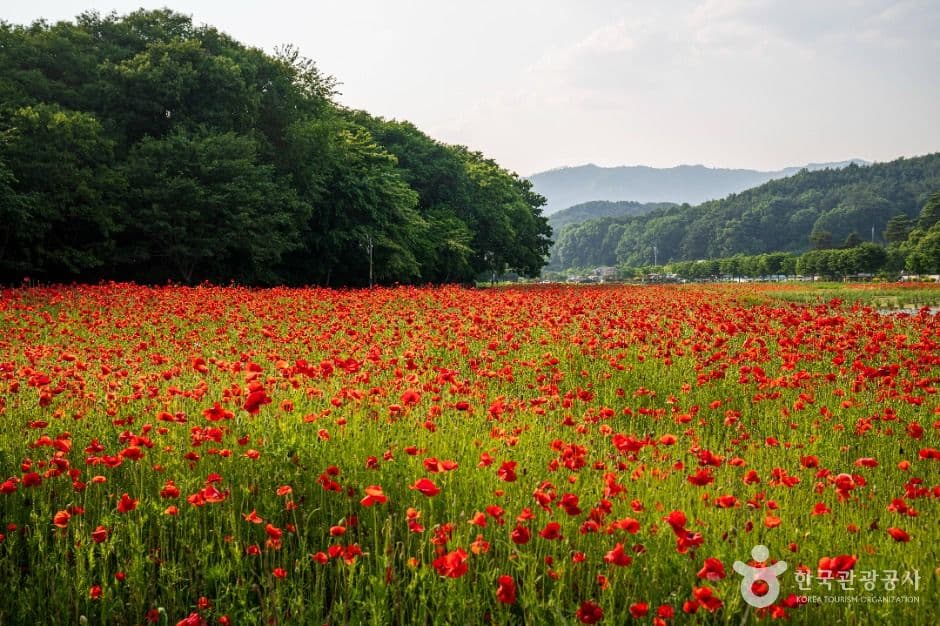 상림공원 사진 4