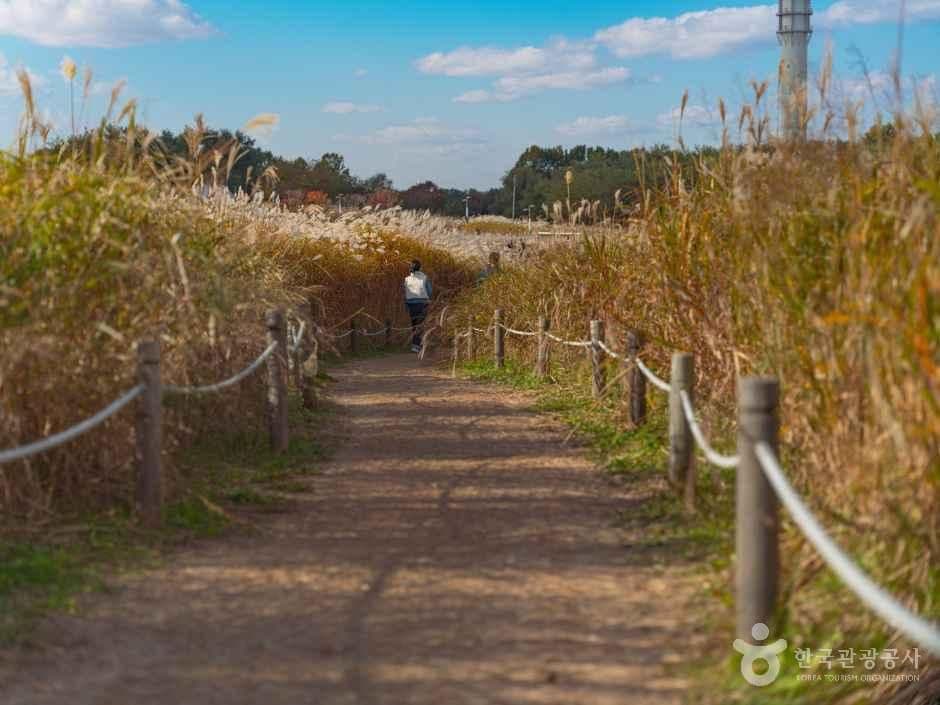 하늘공원 사진 3