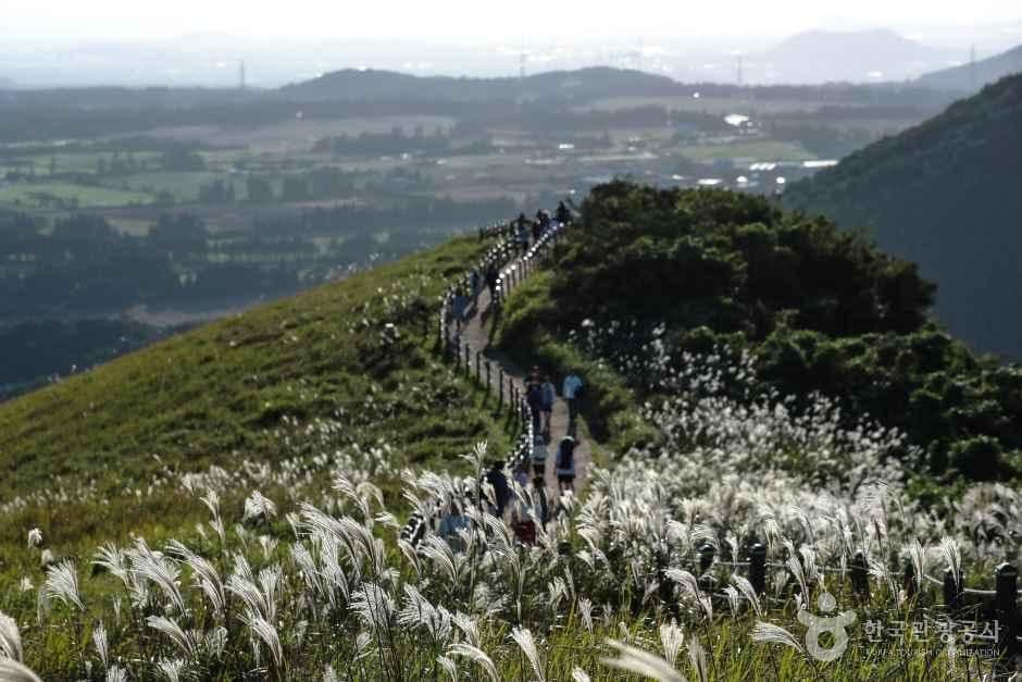 새별오름 사진 7