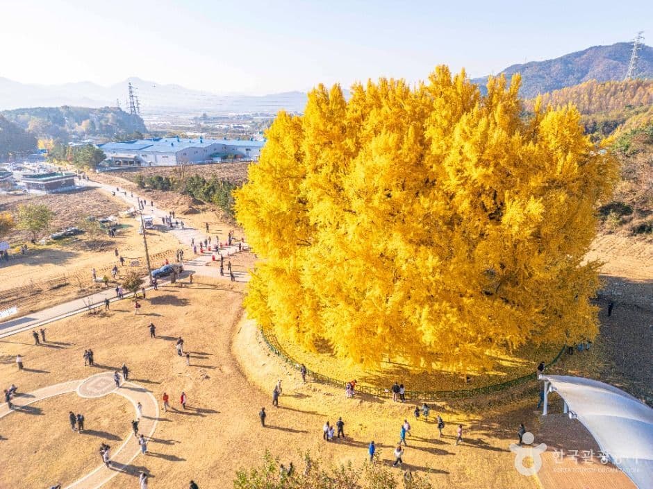 원주 반계리 은행나무 사진 2