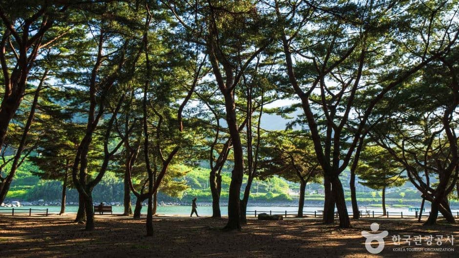 하동송림공원