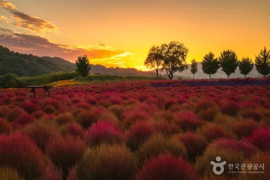 임진강 댑싸리정원 사진 4