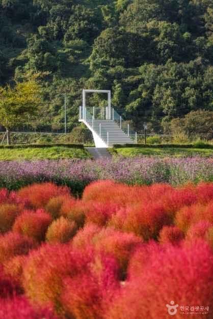 임진강 댑싸리정원 사진 8