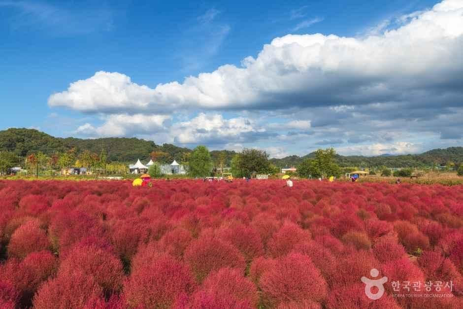 임진강 댑싸리정원 사진 5