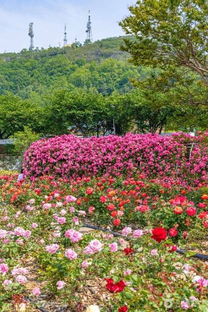 삼척장미공원 사진 6