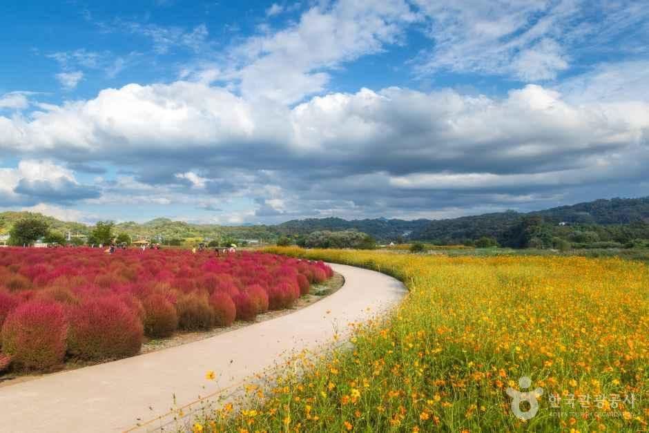 임진강 댑싸리정원 사진 2