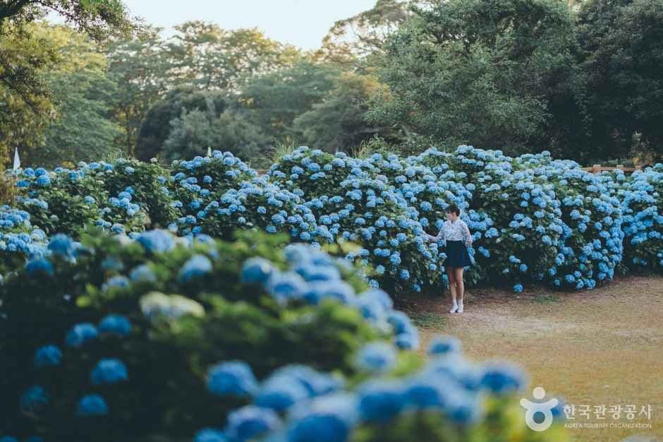혼인지 사진 1