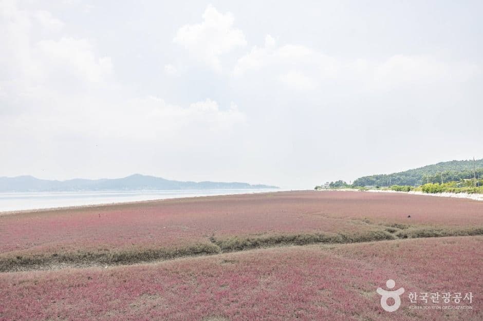 석모도 칠면초 군락지 사진 2
