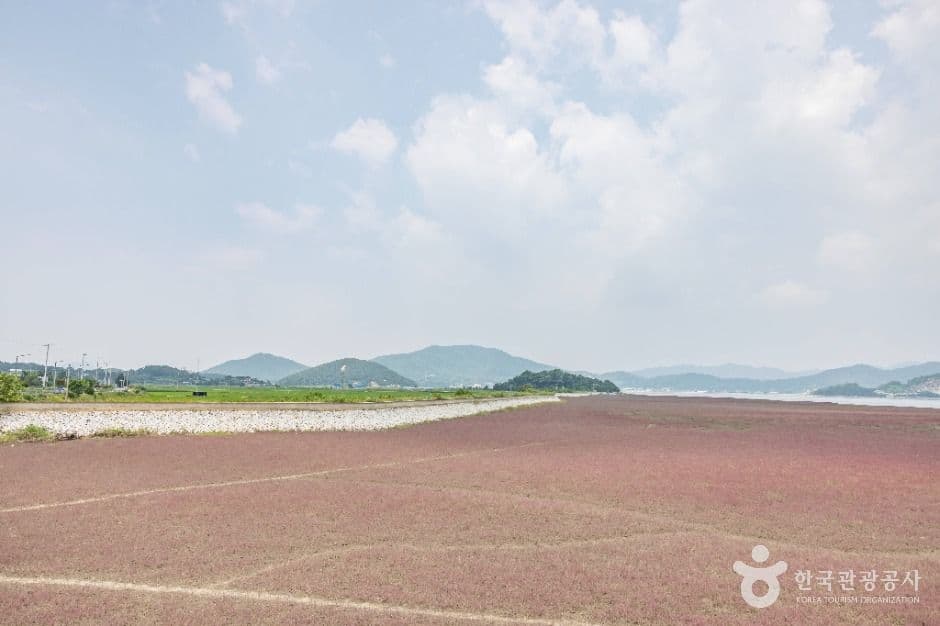 석모도 칠면초 군락지 사진 4