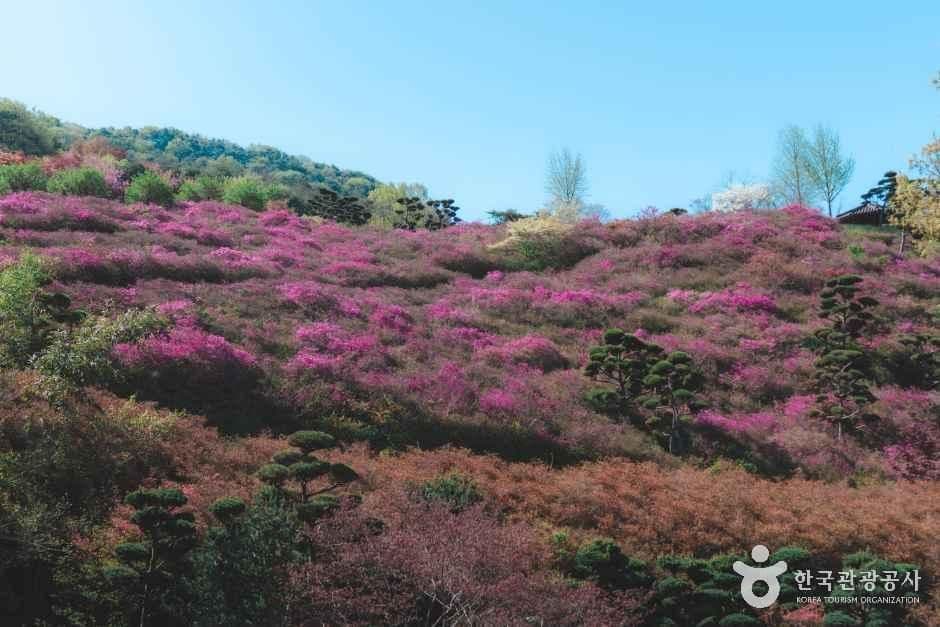 완주 화산꽃동산 사진 4
