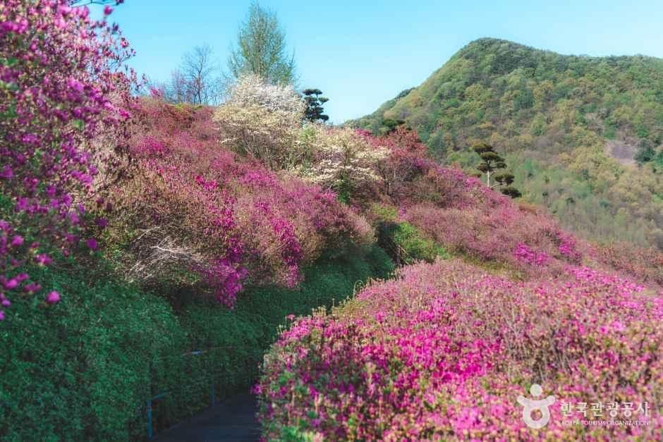 완주 화산꽃동산 사진 5