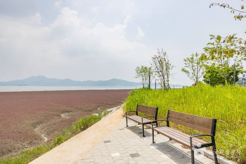 석모도 칠면초 군락지 사진 5