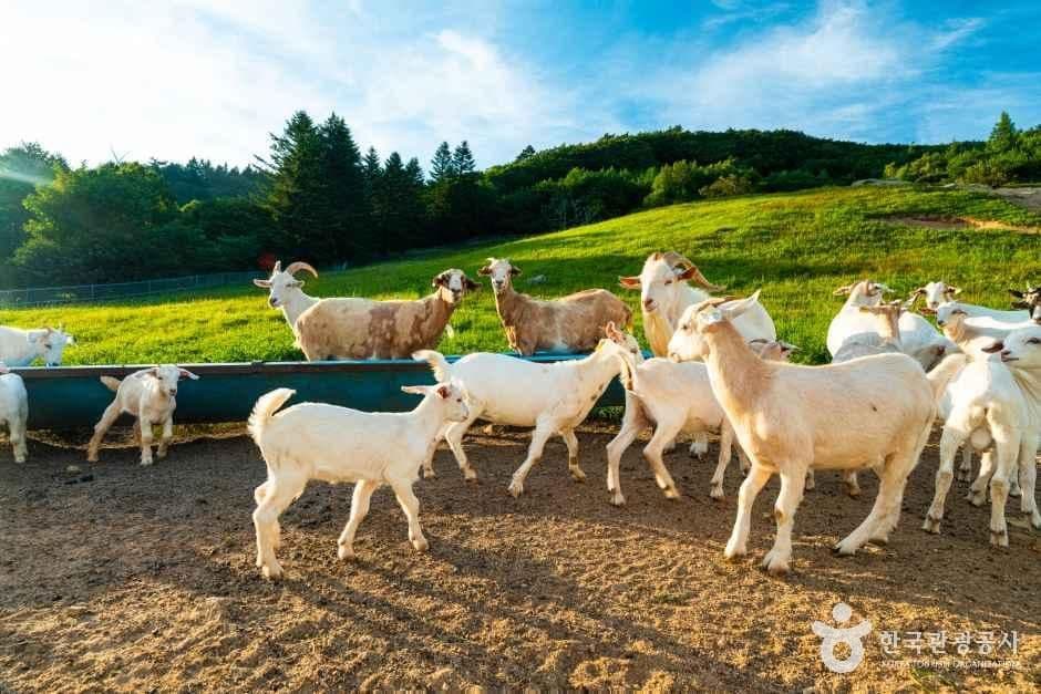 대관령 하늘목장 사진 1