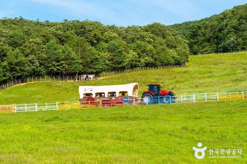 대관령 하늘목장 사진 2