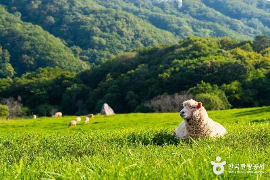 대관령 하늘목장 사진 4