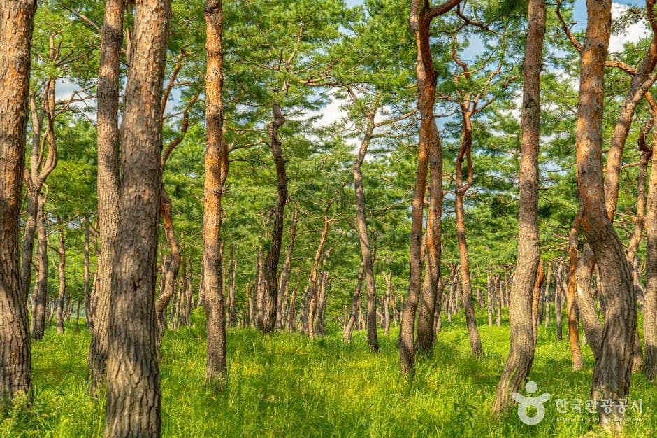 공주 고마나루 사진 2