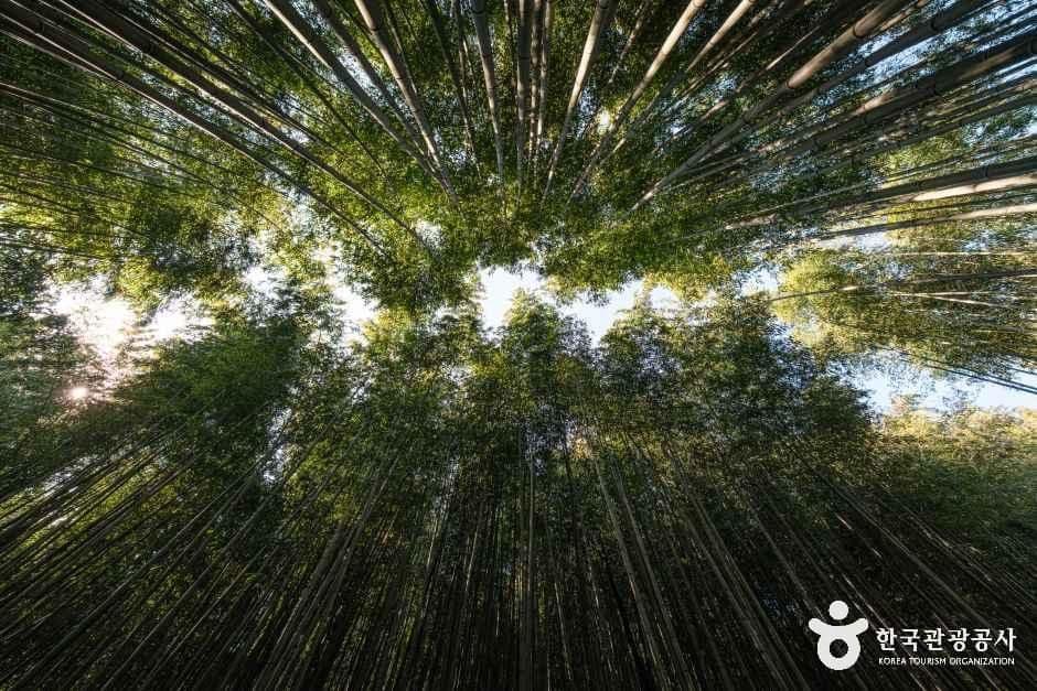 죽녹원 사진 2