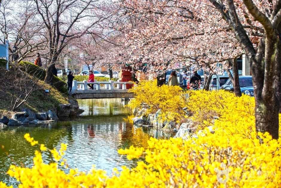 교동 연화지 사진 2
