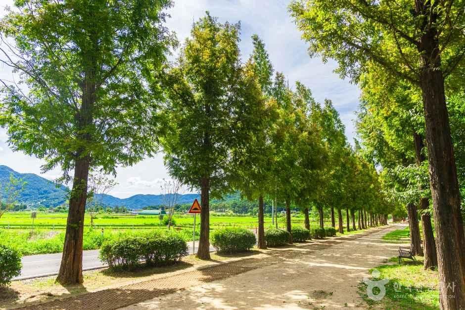 덕산 메타세쿼이아길 사진 2