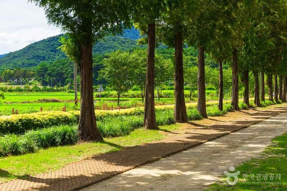덕산 메타세쿼이아길 사진 3