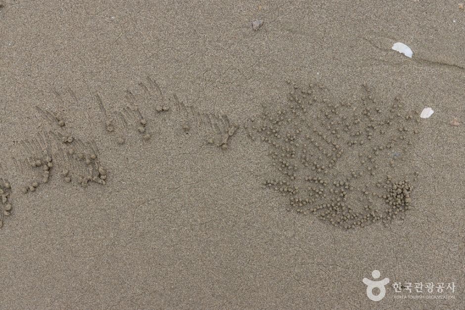 짱뚱어해수욕장 사진 5