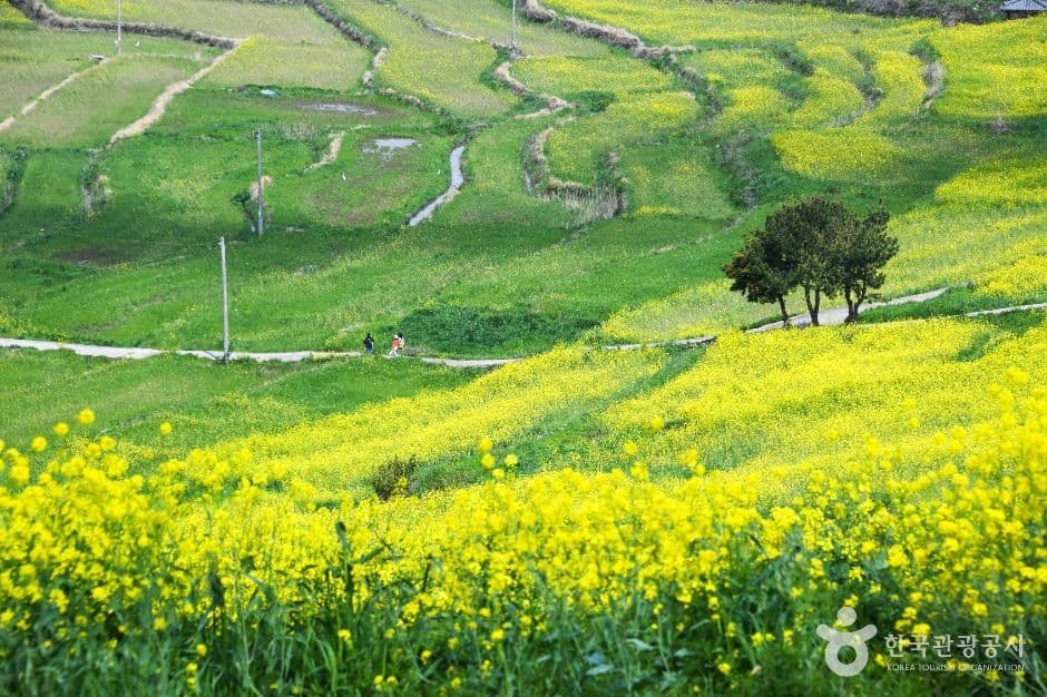 청산도 사진 1