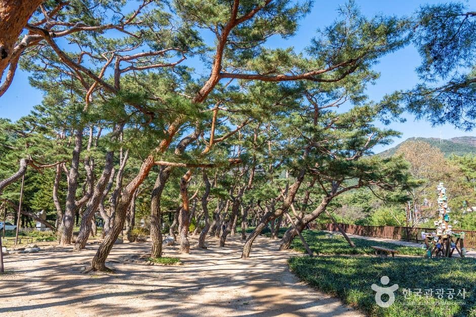 의림지 솔밭공원 사진 4