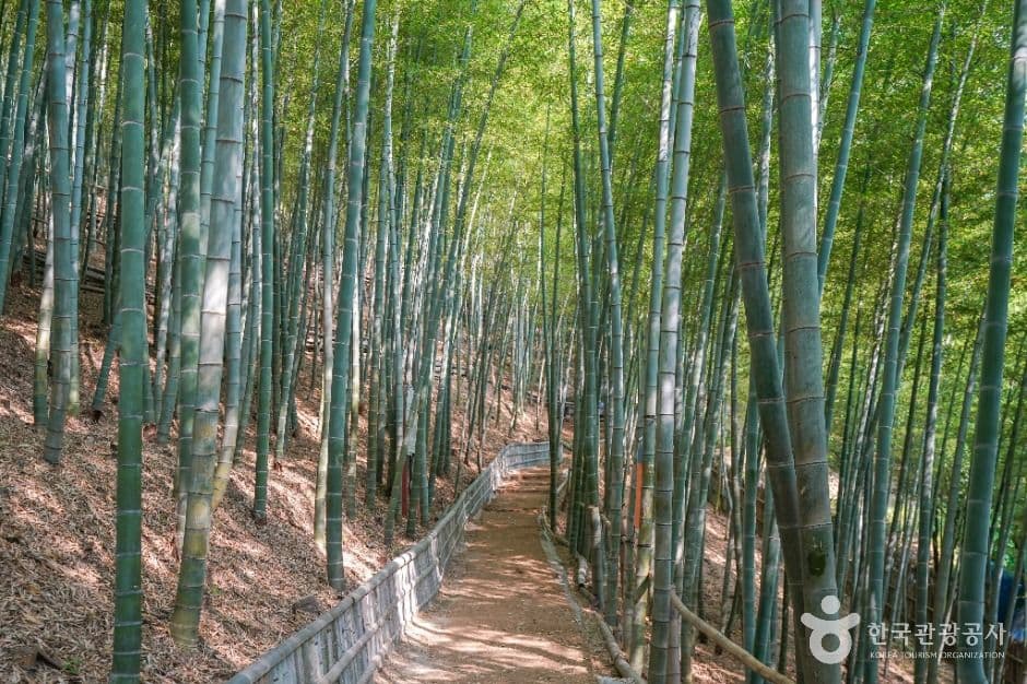 거제맹종죽테마공원 사진 5
