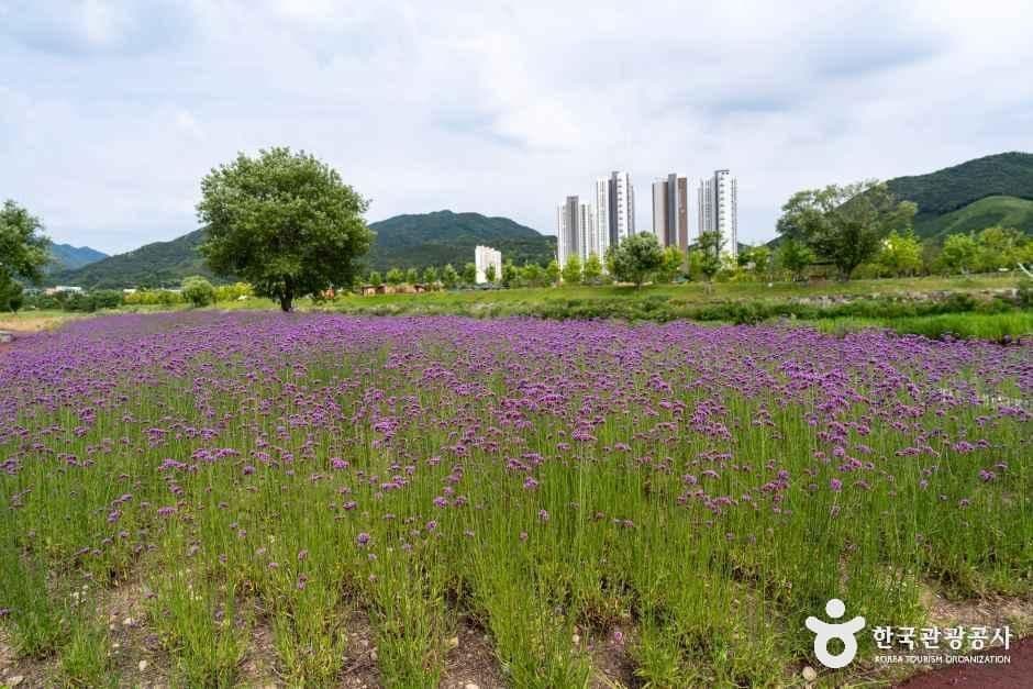 황룡강 생태공원 사진 6