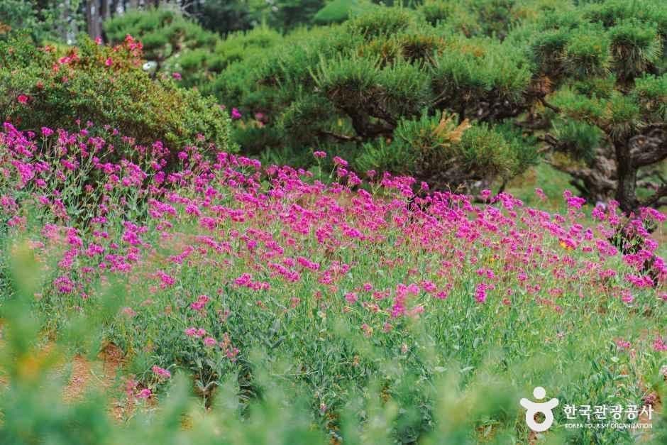 아가페정원 사진 7