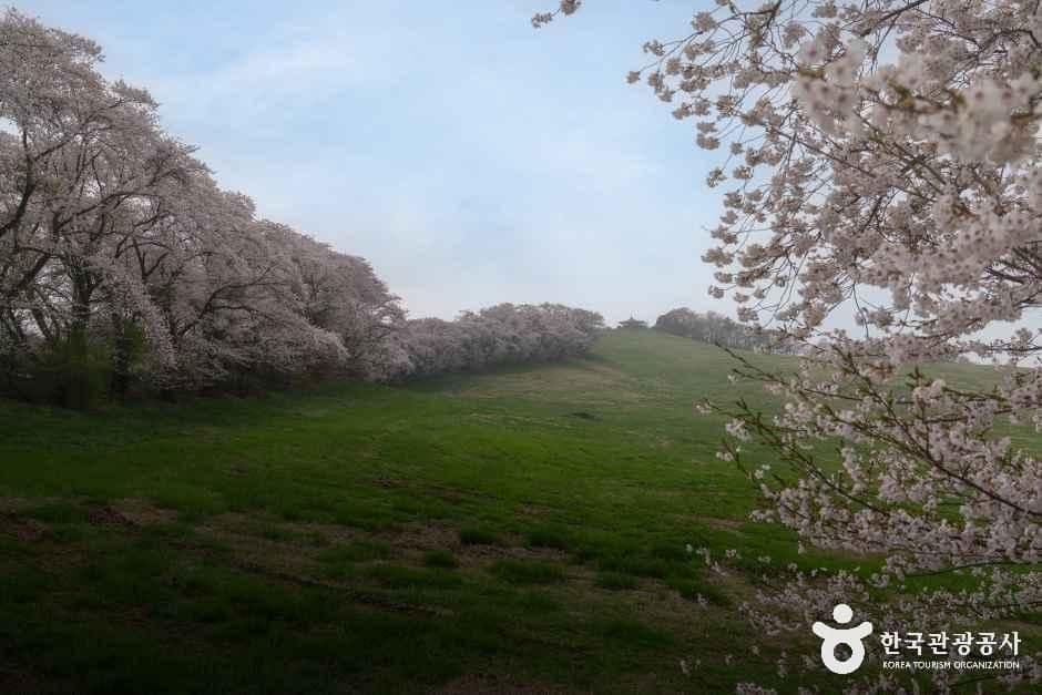 서산한우목장 웰빙산책로 사진 1