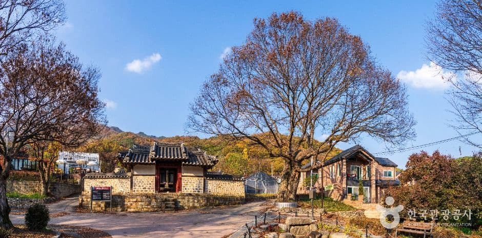 이천 산수유마을 사진 1