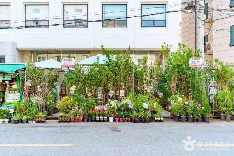 종로꽃시장 사진 2