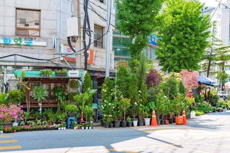 종로꽃시장 사진 3