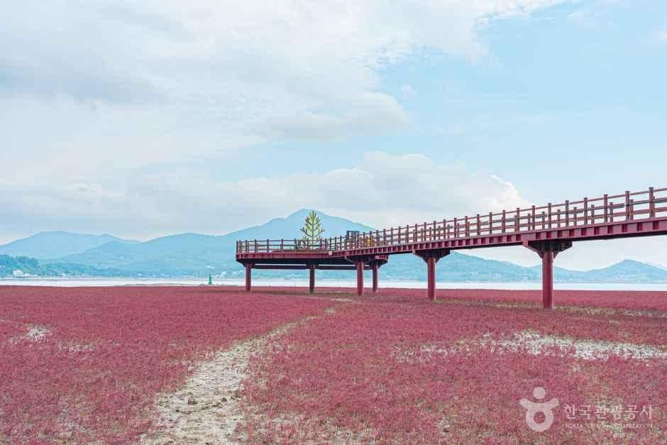 석모도 칠면초 군락지 사진 8